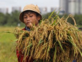 EL Nino khiến nhiều nước tăng mua gạo Việt vài chục lần