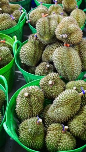 Thứ trưởng và loạt cán bộ bị bắt, lộ rõ góc khuất cấp mã số vùng trồng sầu riêng