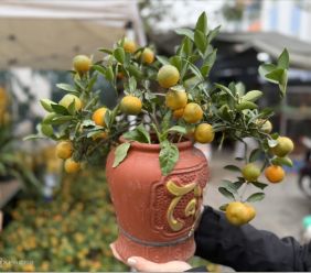 Quất, mai mini giá dưới 100.000 đồng hút khách