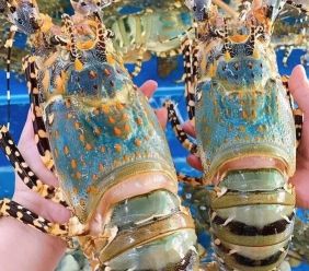 Xuất khẩu tôm hùm Việt Nam 10 tháng đạt kỷ lục 712 triệu USD