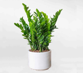 4 loại cây mang ý nghĩa may mắn, thích hợp đặt trong phòng thờ