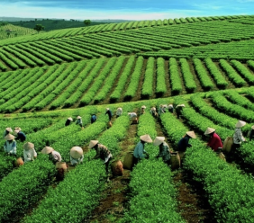 Chè Việt xuất sang Mỹ tăng giá
