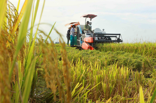 Xuất khẩu gạo thu về gần 4 tỷ USD sau 10 tháng - Ảnh 2.